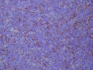 Velvet Sparkle SC 001